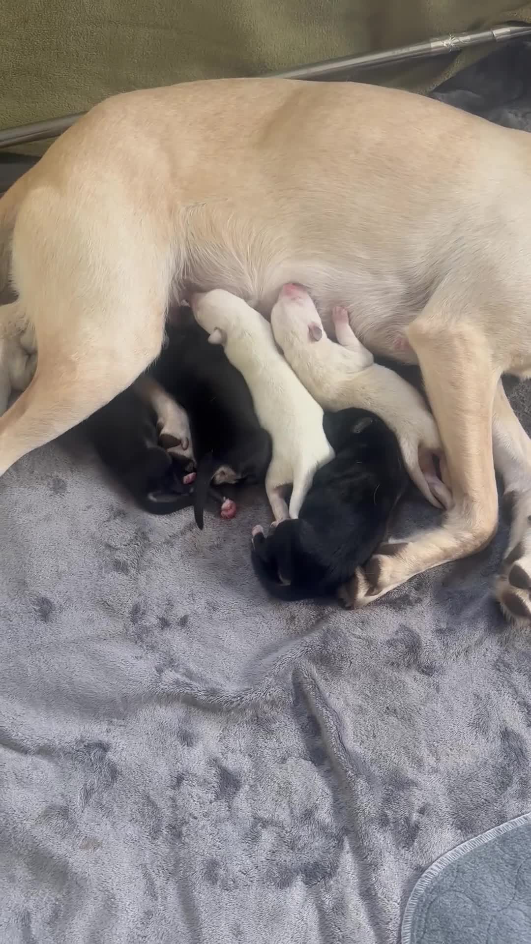 Mixed Breed dogs for sale: Huskador puppies (last little girl) in Shipley - Video 1