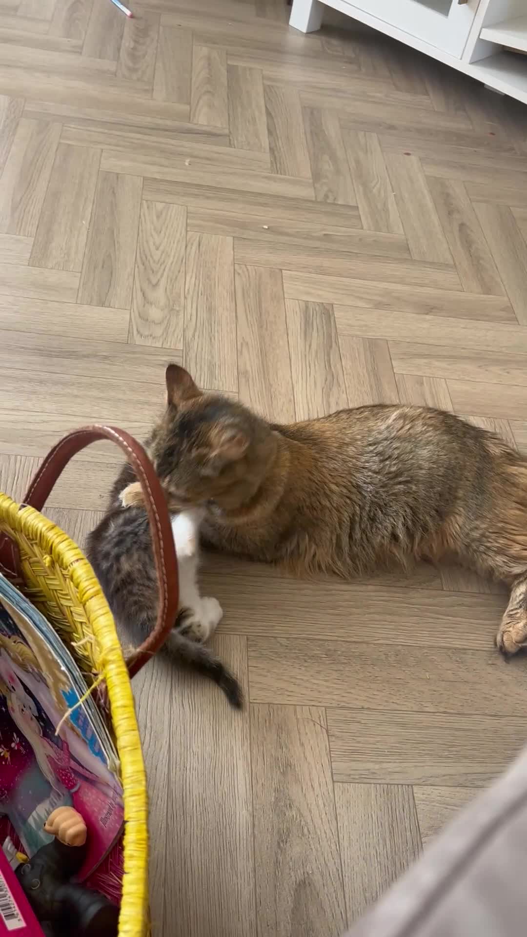 Mixed Breed cats for sale: Four mixed bread kittens  - Video 1