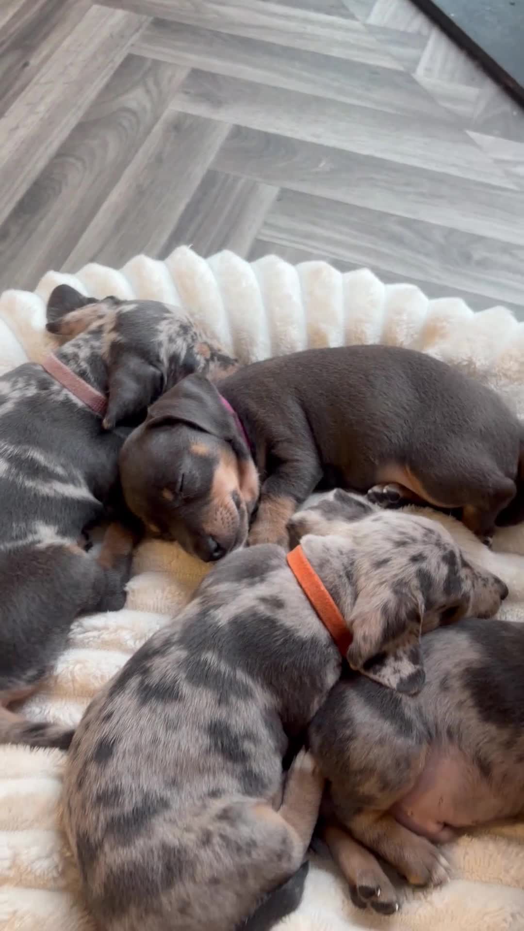 Jackshund dogs for sale: Ready for there forever homes  - Video 2