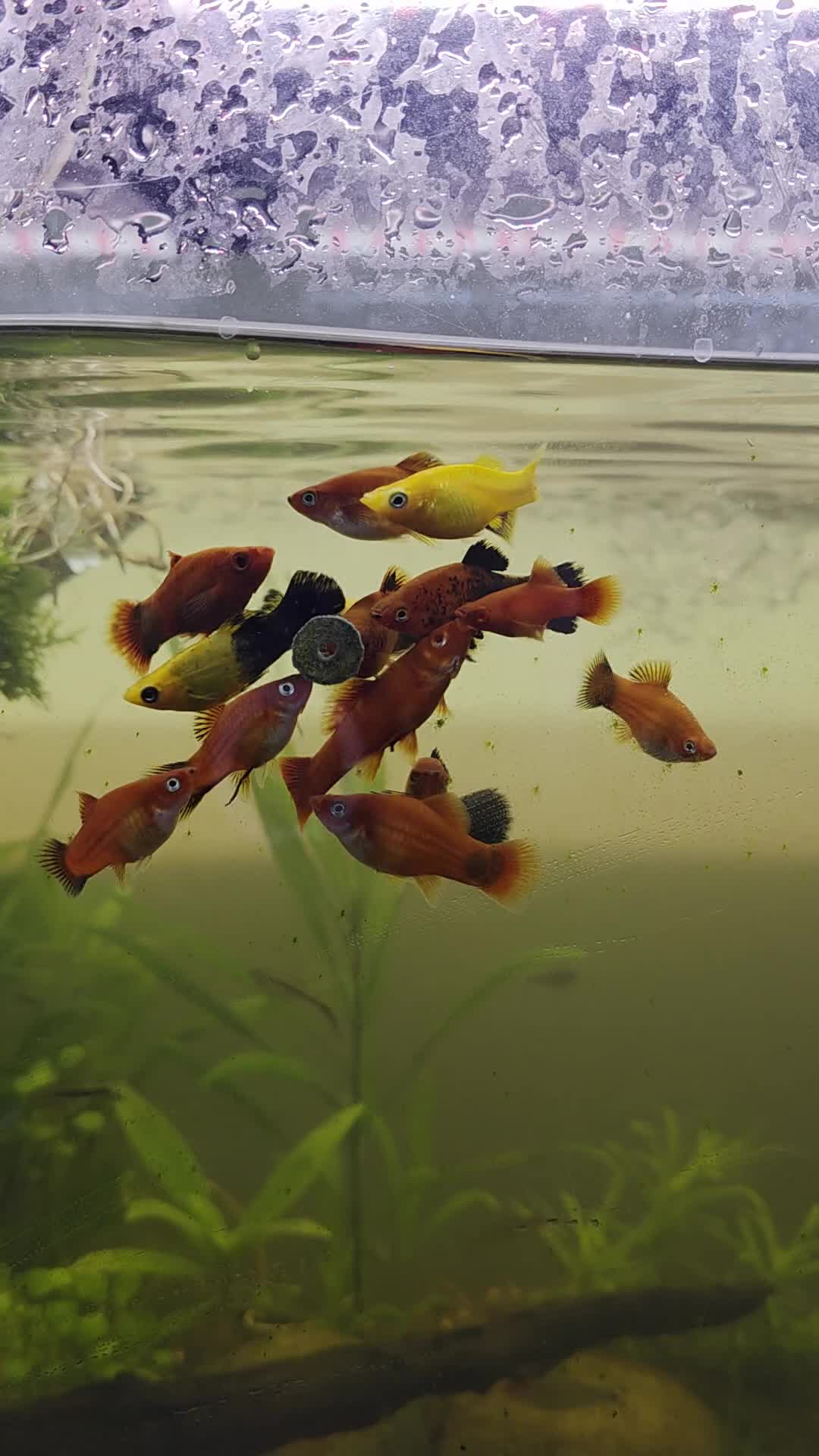 Mollies fish for sale: Mollies for sale in Bedford - Video 1