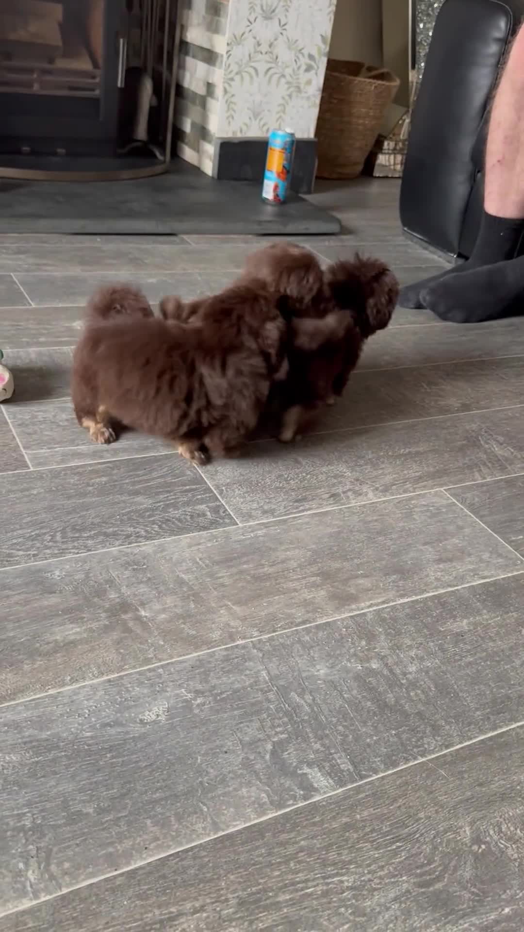 Shih Tzu dogs for sale: Chocolate and tan extremely rare  - Video 1