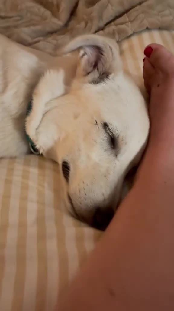 Mixed Breed dogs for adoption: ❤️TOSCA❤️ - THE LOVELIEST  GIRL NEEDS A NEW HOME in Mansfield - Video 5