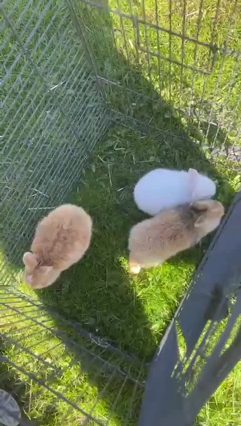 French Lop rabbits for sale: French lop Bunnies  - Video 1