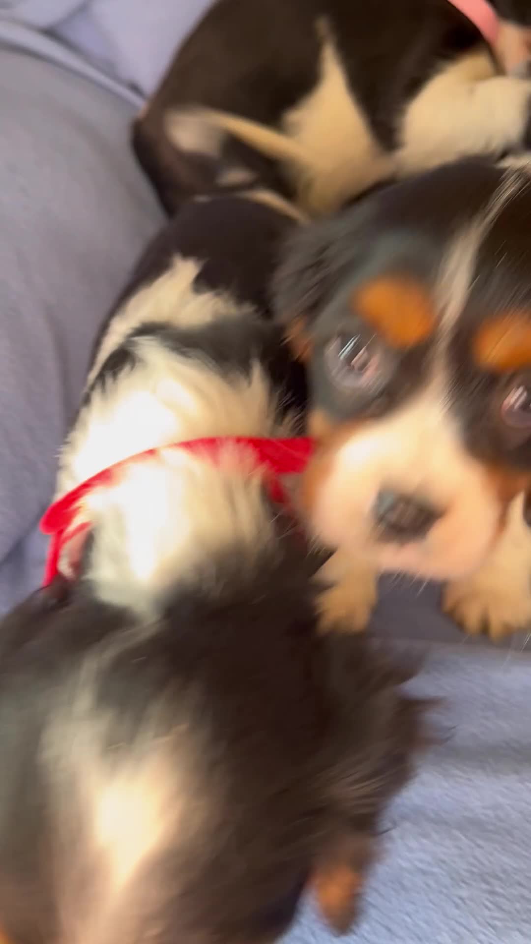 Cavalier King Charles Spaniel dogs for sale: Stunning Cavalier Puppies - Video 1