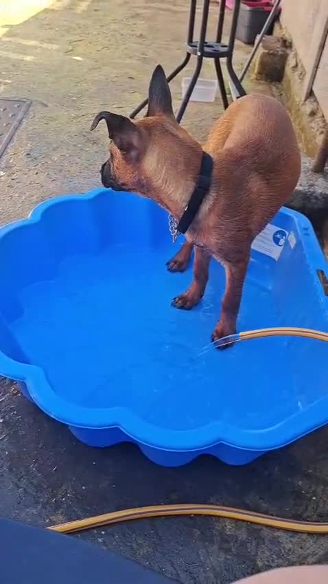 Mixed Breed dogs for sale: Bullherder girl  - Video 1