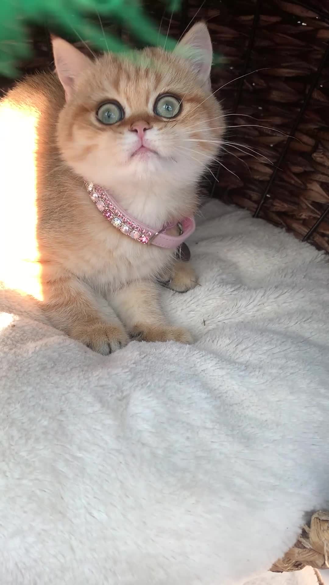 British Shorthair cats for sale:  GCCF champion lines Ny12  Bsh golden chinchilla  - Video 4