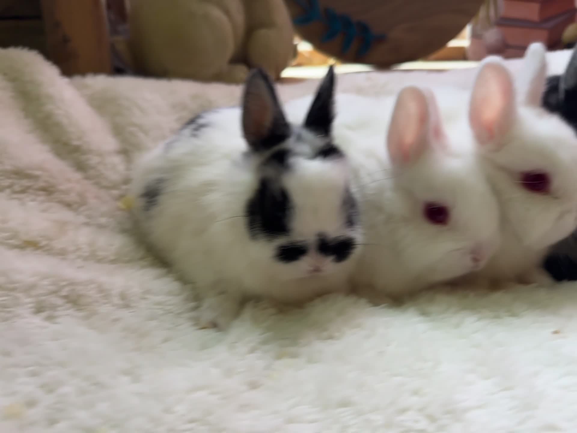 Netherland Dwarf rabbits for sale: Pedigree Netherland dwarf babies   - Video 1