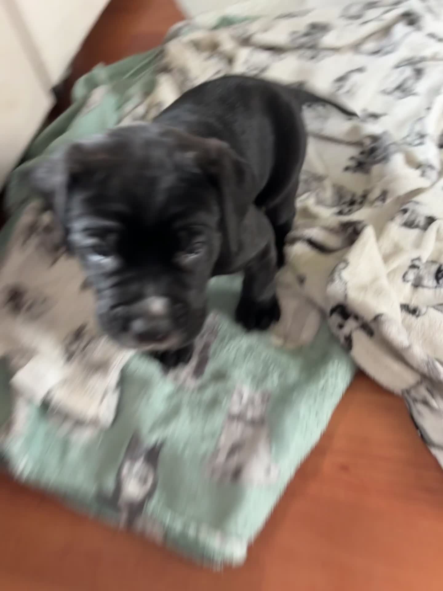 Cane Corso dogs for sale: 🐾‼️💕LAST GIRL💕‼️🐾 - Video 3