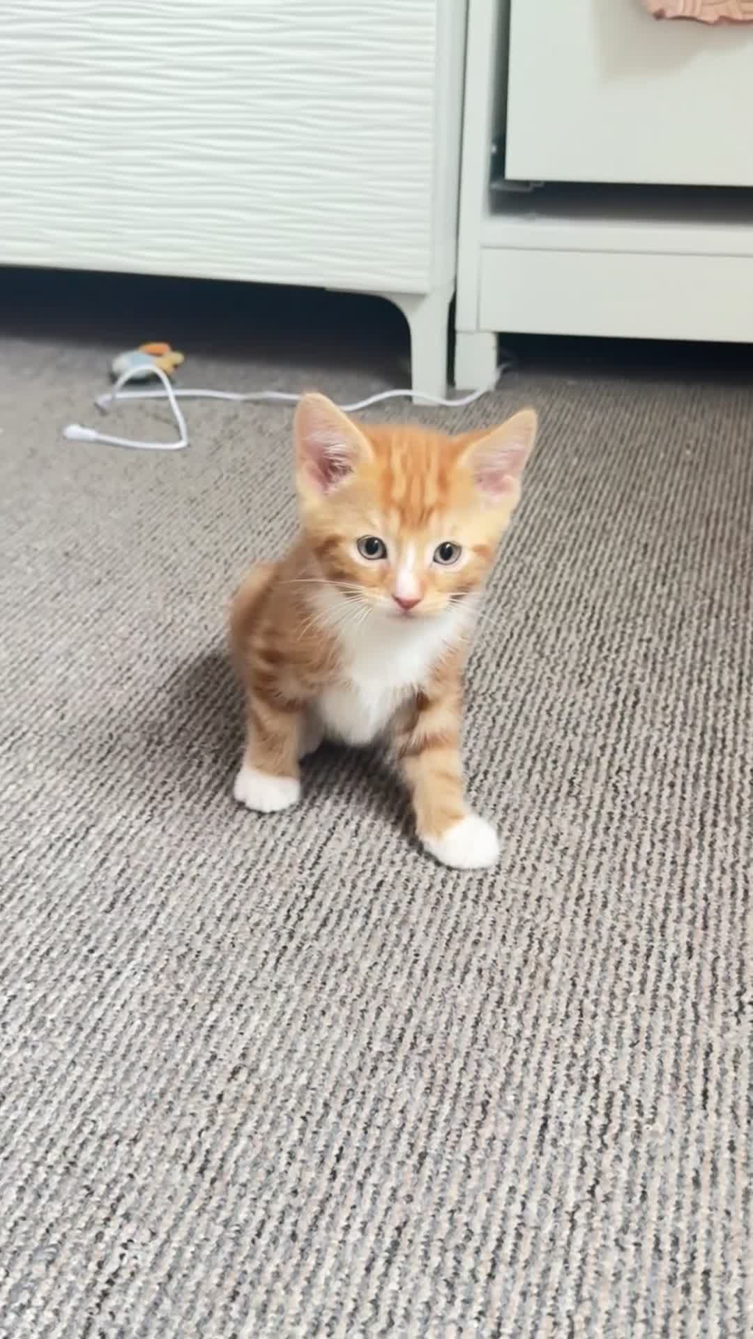 Mixed Breed cats for sale: Kitten - Video 1