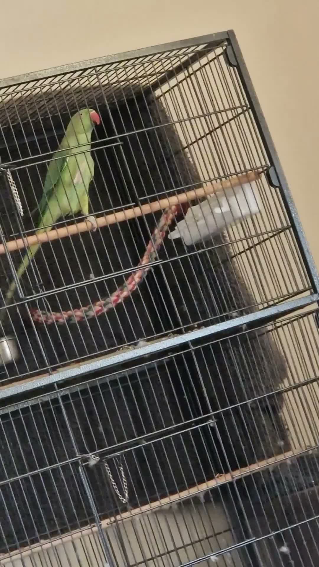 Ringnecks birds for sale: Indian ringneck  in Huddersfield - Video 1