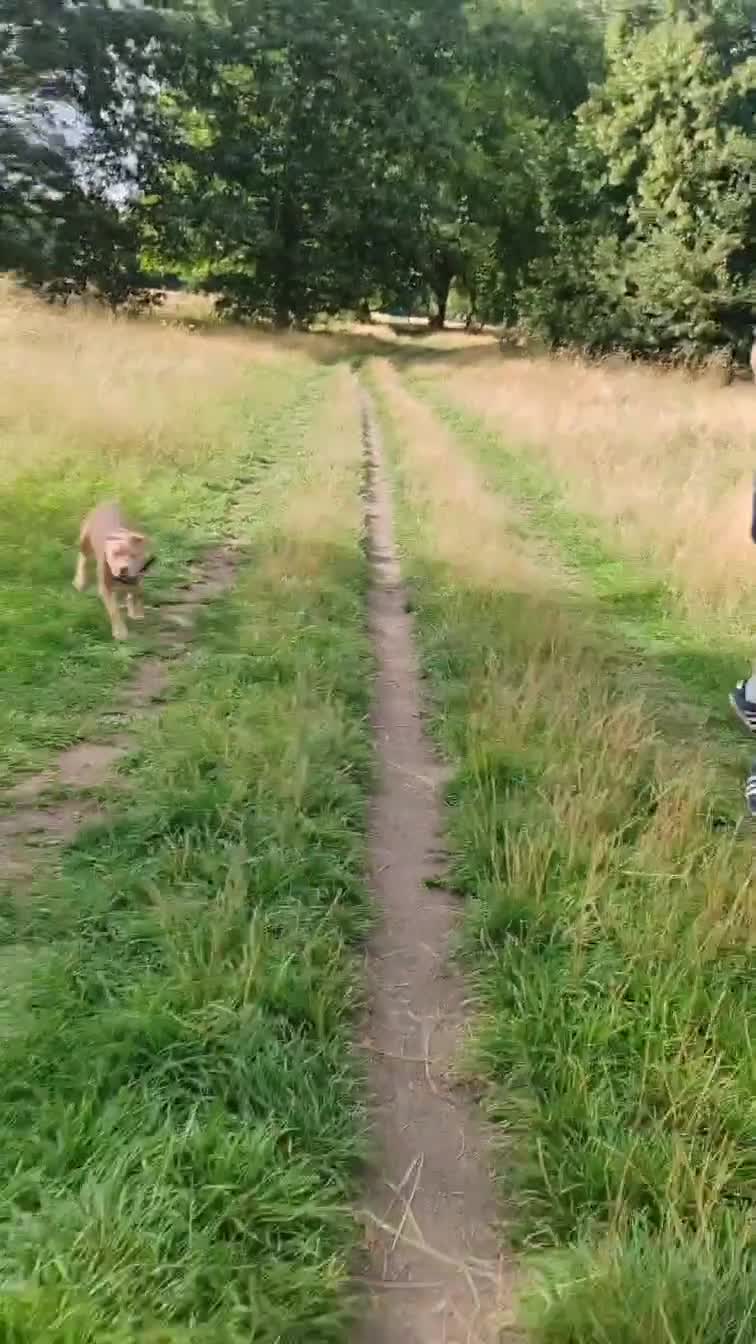 Mixed Breed dogs for sale: Adorable, loving 20 weeks young puppy's  - Video 2
