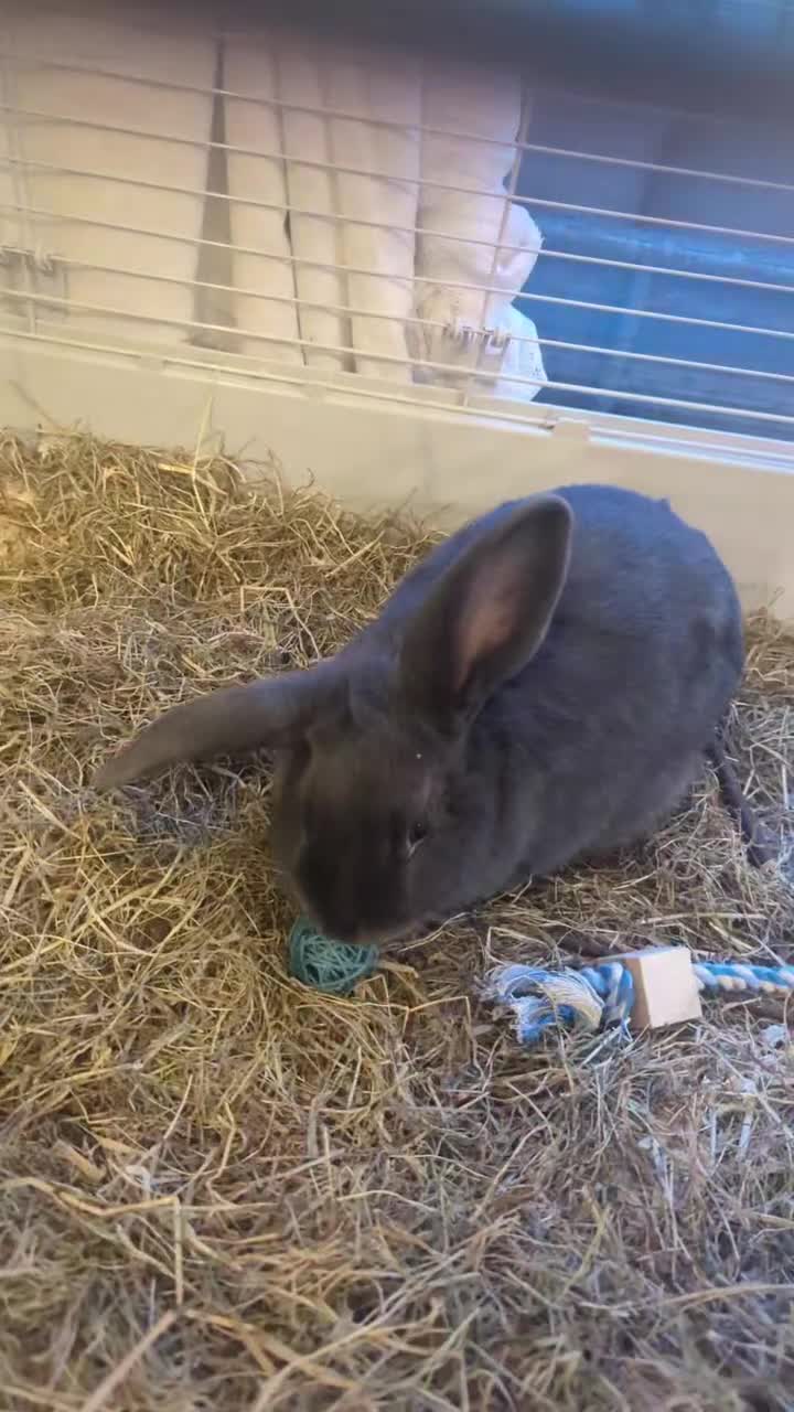 Chinchilla rabbits for sale: 2 rabbits - Video 2