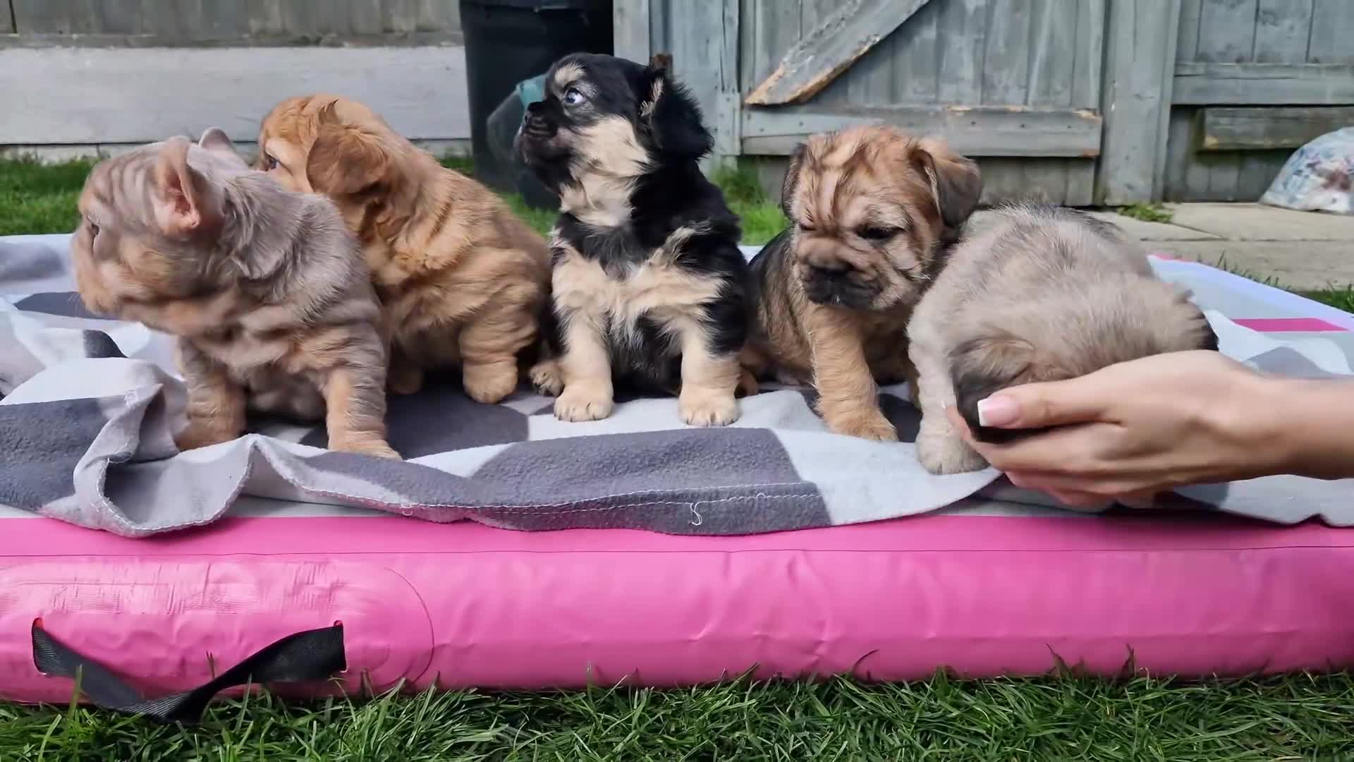 French Bulldog dogs for sale: FRENCH BULLDOGS  - Video 4