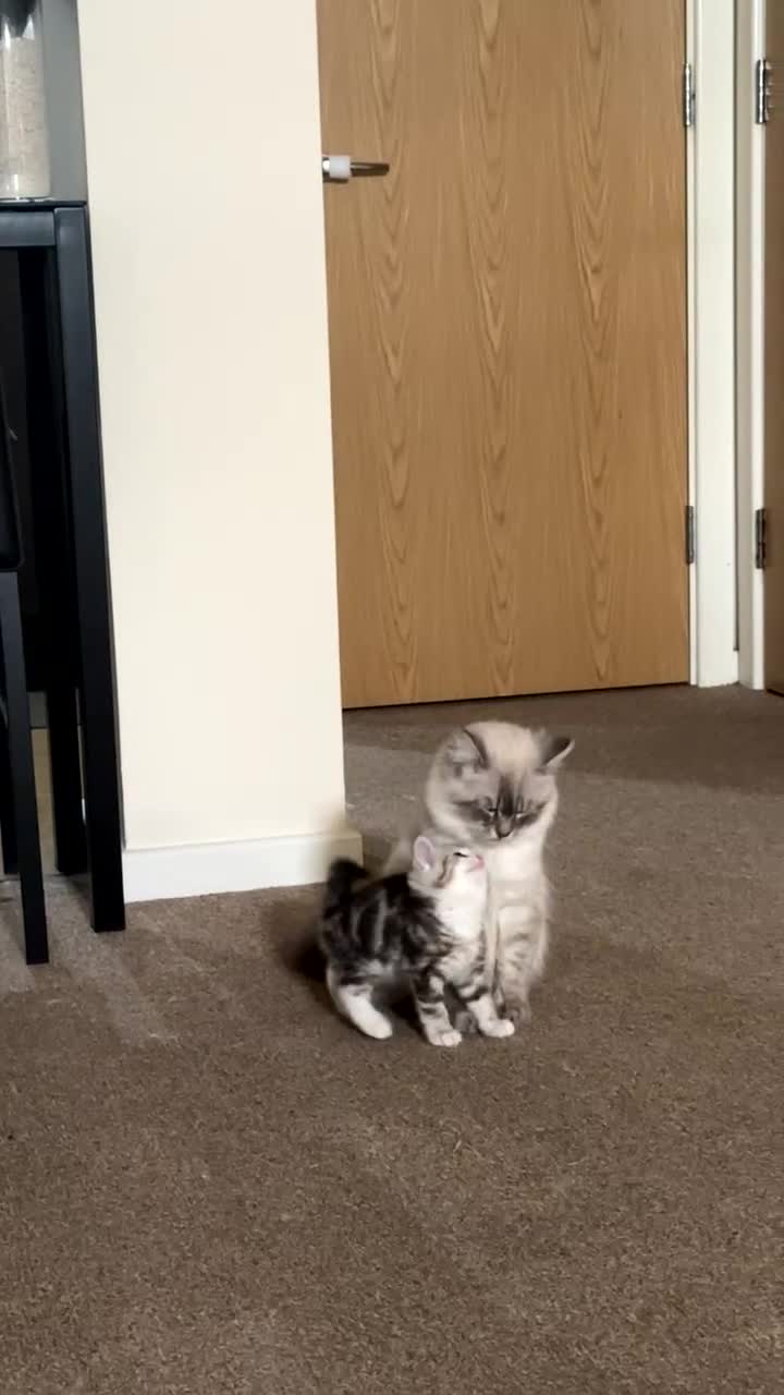 Siberian cats for sale: 2 cats for sale (father and son) - Video 1