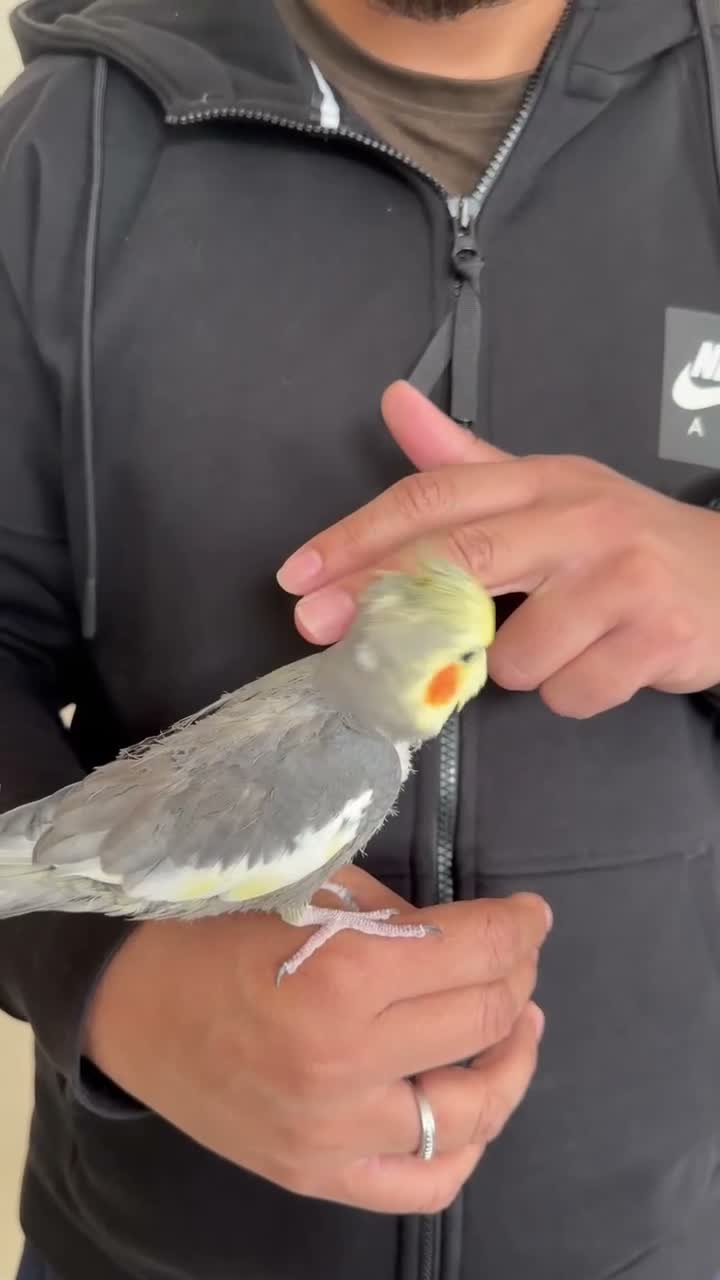 Cockatiels birds for sale: Hand tamed cockatiel  - Video 1