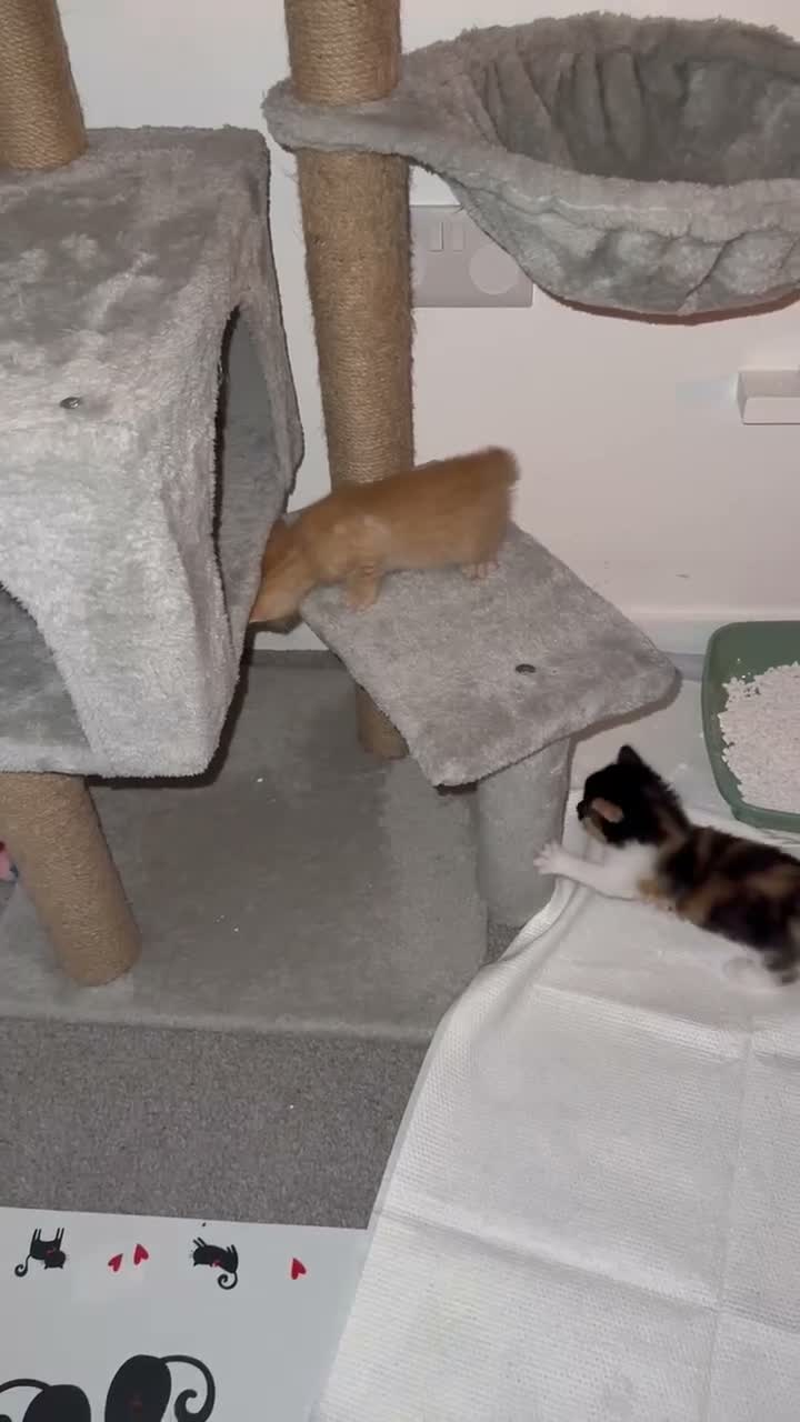 Mixed Breed cats for sale: Ginger short haired tabby kitten - Video 1