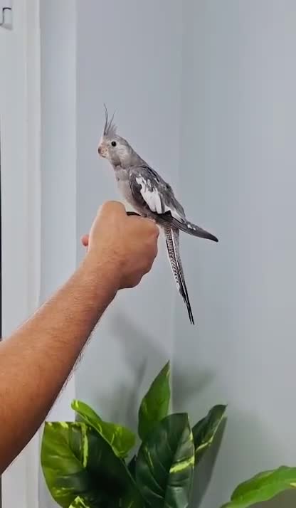 Cockatiels birds for sale: Beautiful baby hand tamed cockatiels for sale. - Video 5