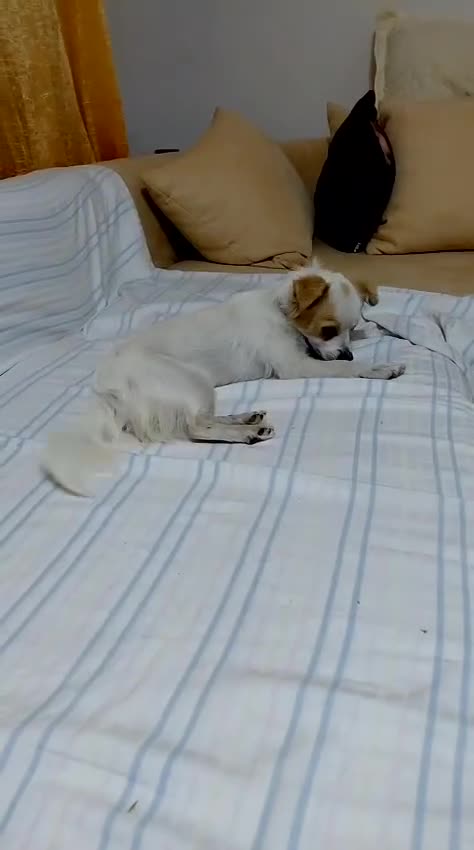Mixed Breed dogs for adoption: NIVA - a Tiny, Beautiful Girl - for a Loving Home - Video 2