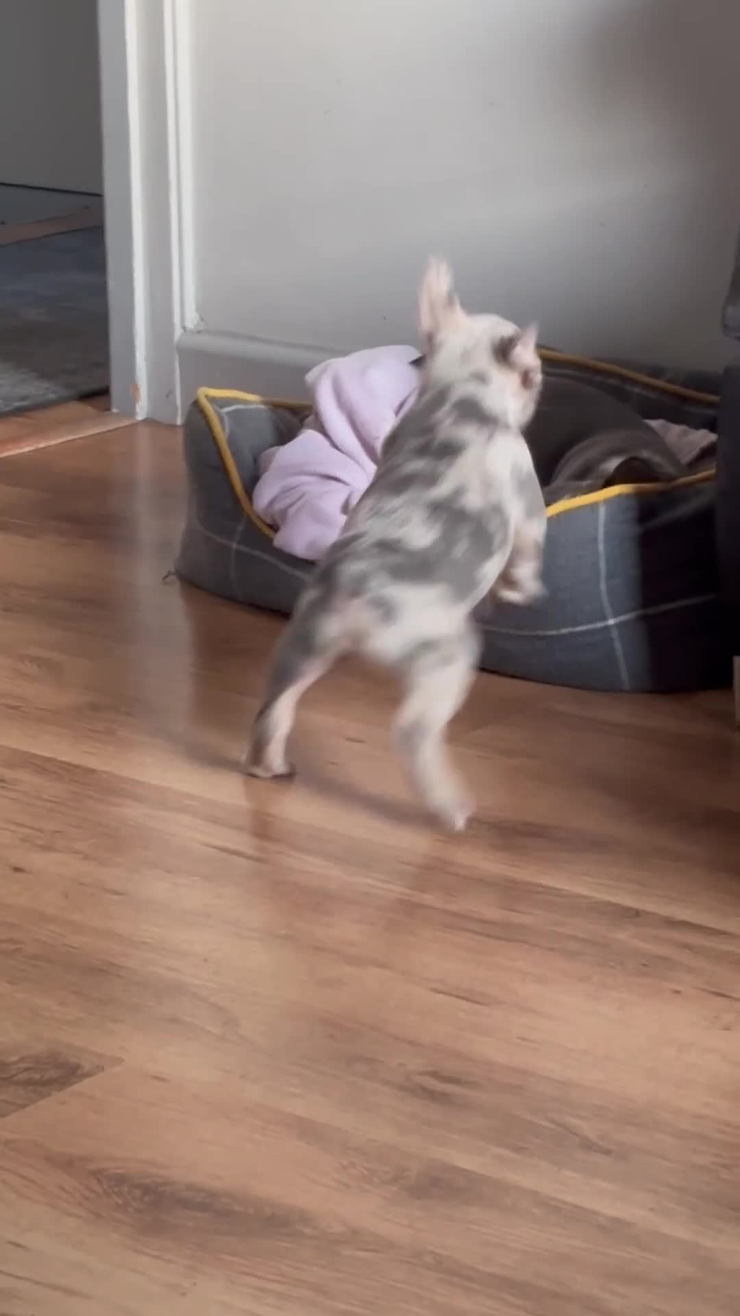 French Bulldog dogs for sale: Husky Koi French Bulldogs  - Video 1