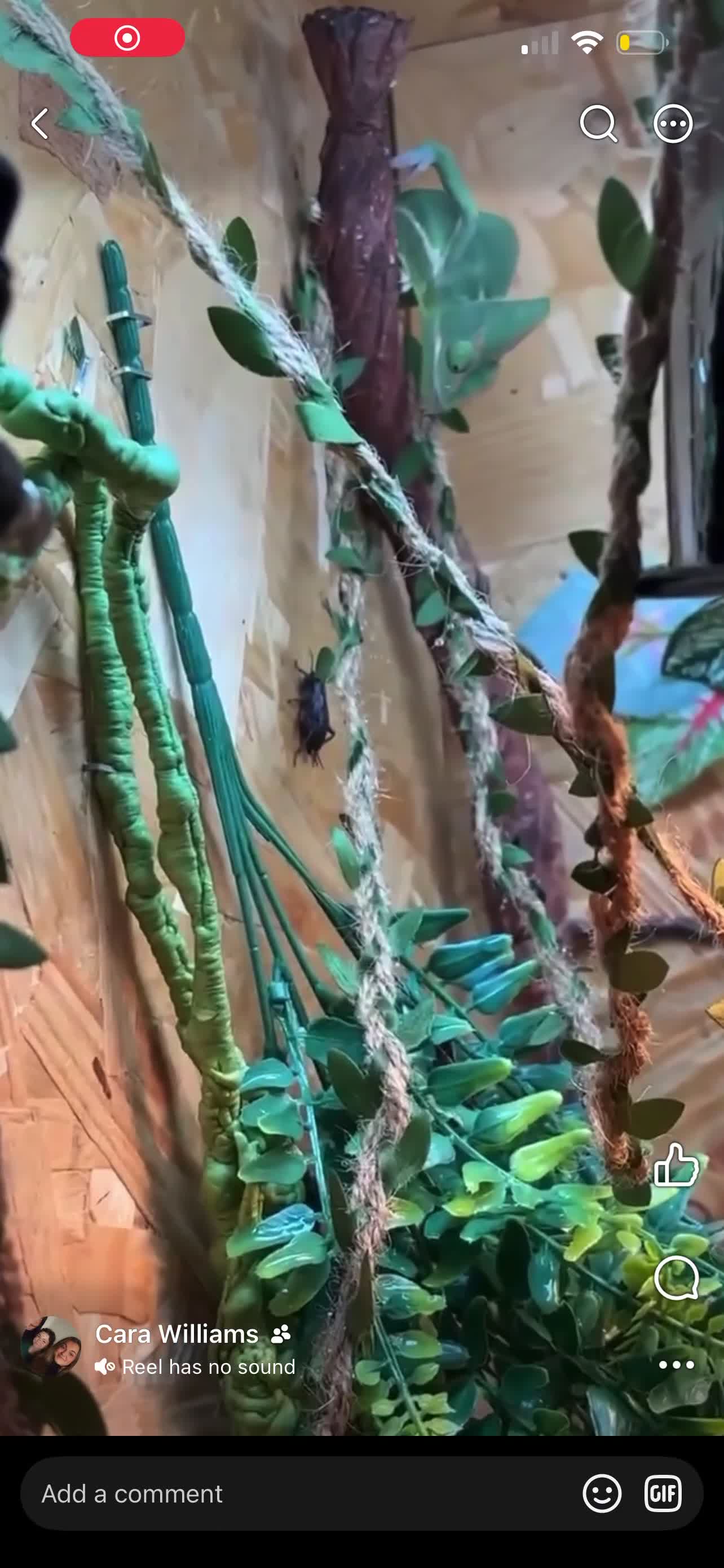 Chameleon reptiles for sale: Chameleon in Aberdare - Video 1