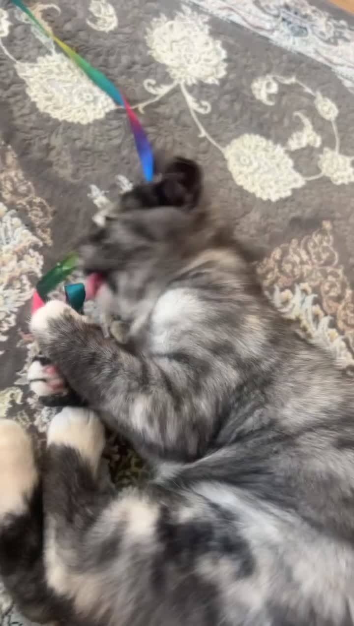 Mixed Breed cats for sale: 1 female mixed Scottish fold and Persian - Video 1