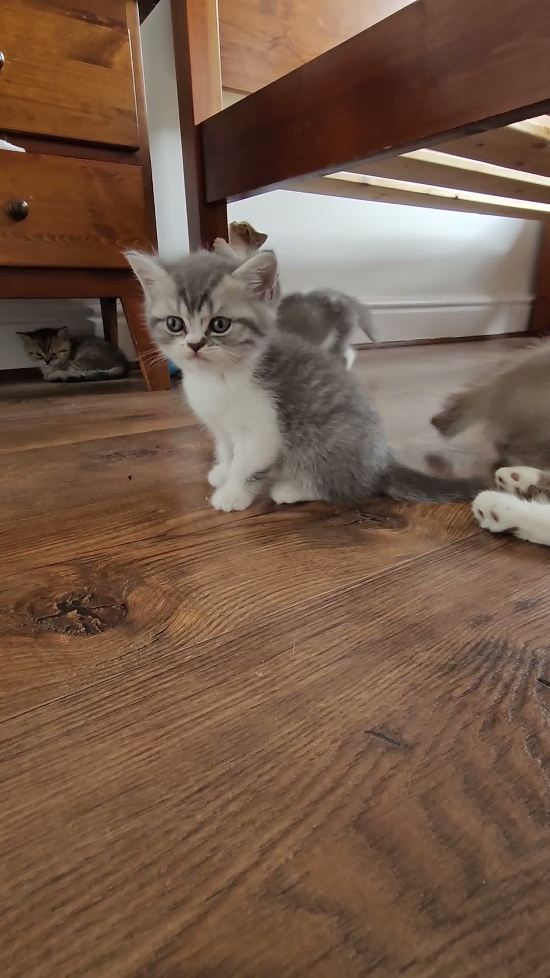 British Shorthair cats for sale: Gorgeous BSH Kittens Looking for Loving Homes! - Video 1