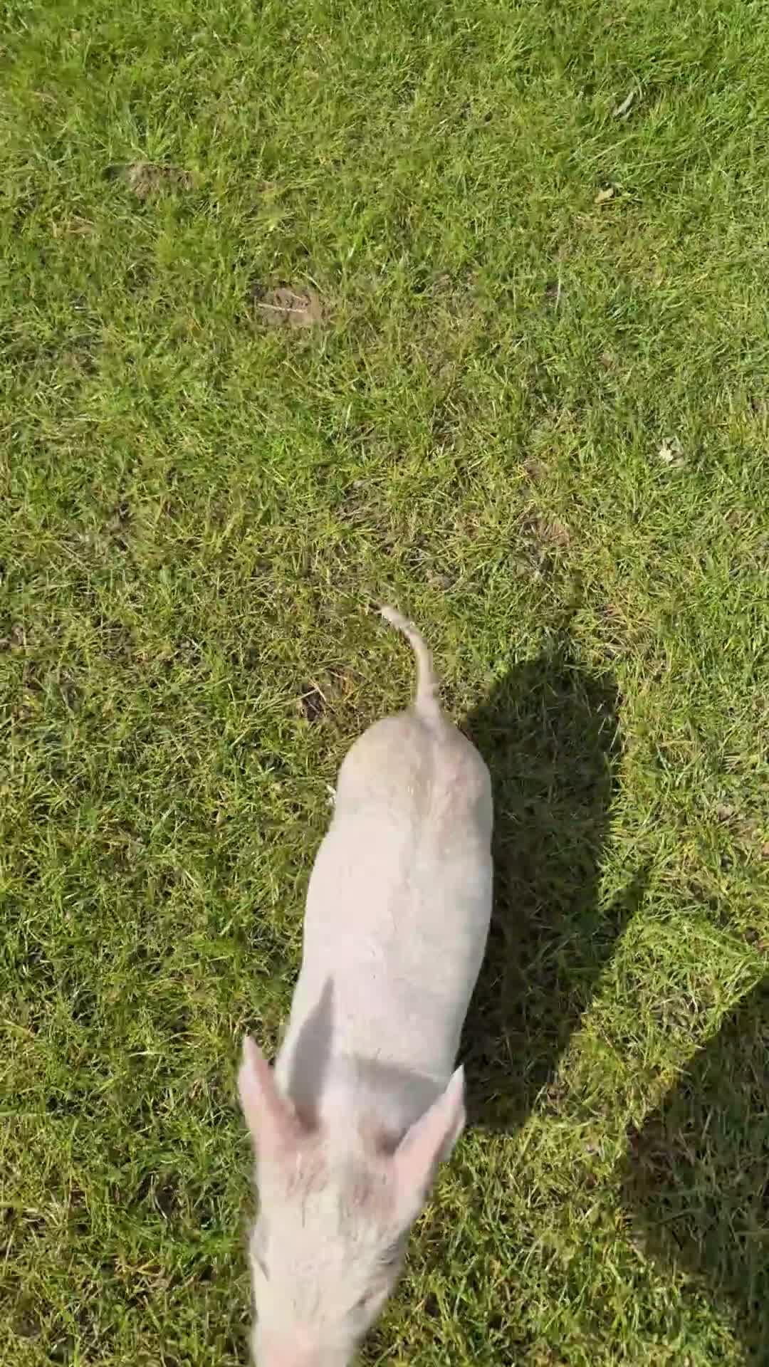 Pig livestock for sale: Piglet for sale - Video 3