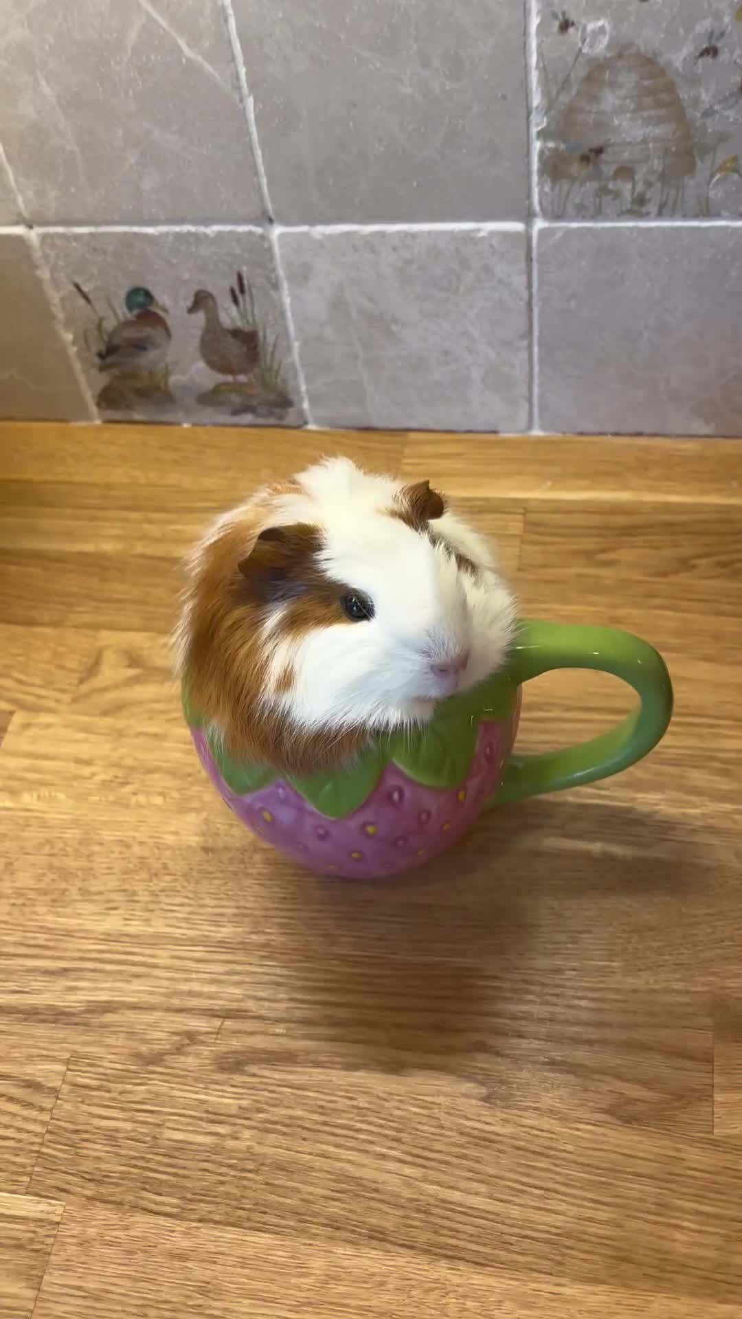Guinea Pig rodents for sale: Two beautiful guinea pig girls  - Video 1