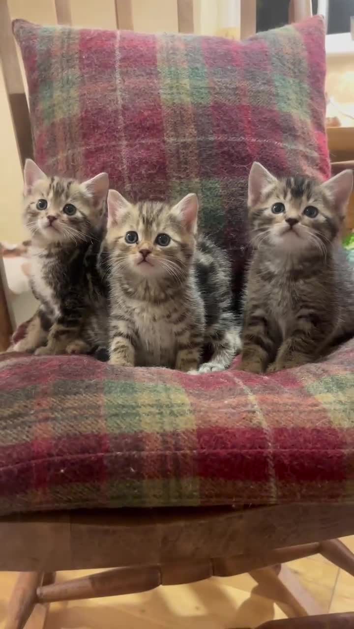 Mixed Breed cats for sale: 4 Persian chinchilla mix breed kittens  - Video 3