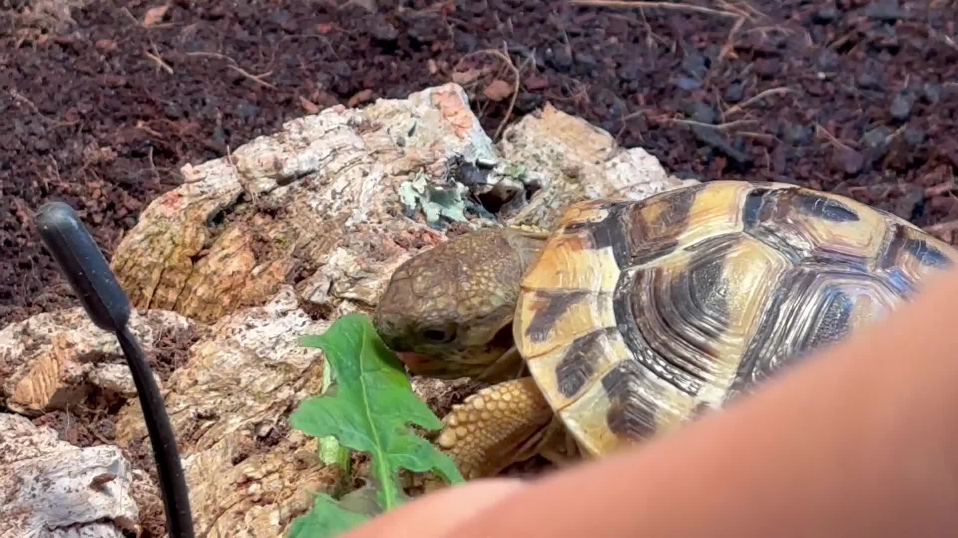 Hermann Tortoise reptiles for sale: Hermann Tortoise - 2.5yrs. COMPLETE SETUP. - Video 4