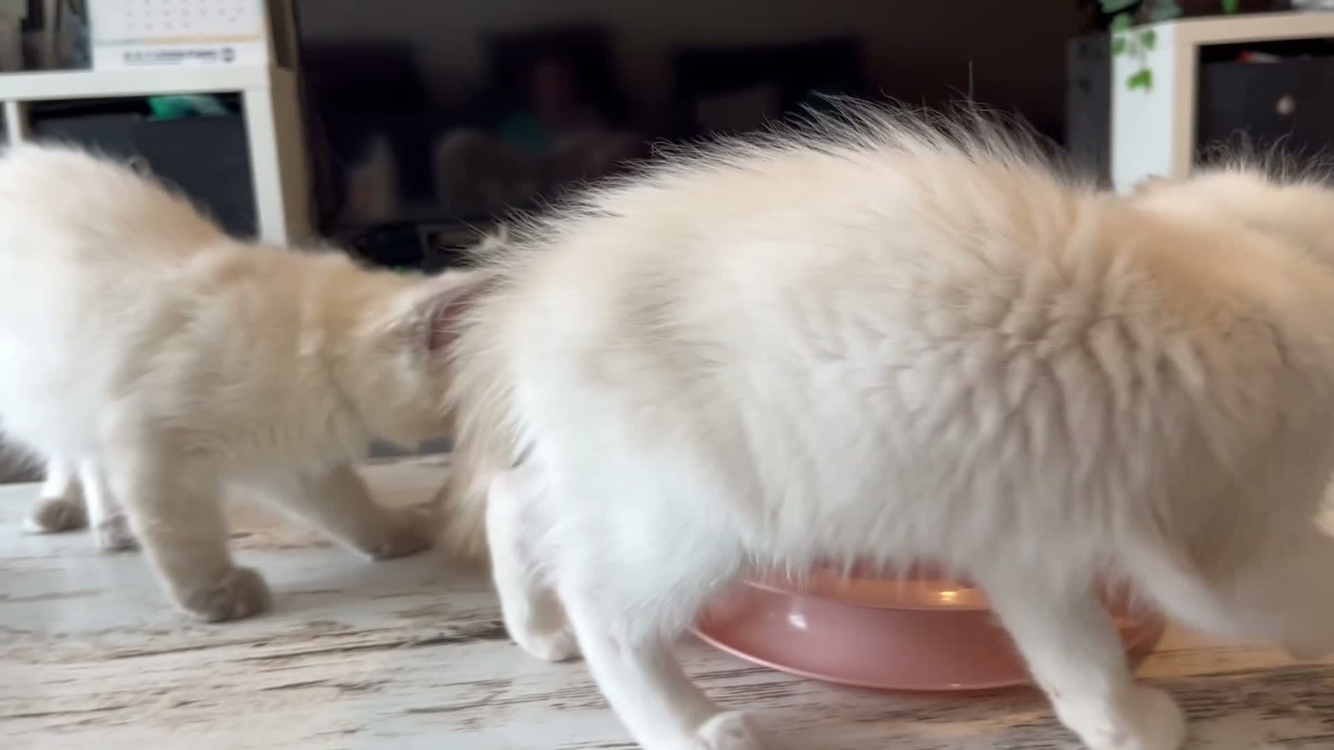 Ragdoll cats for sale: Pure ragdoll kittens for sale London - Video 1