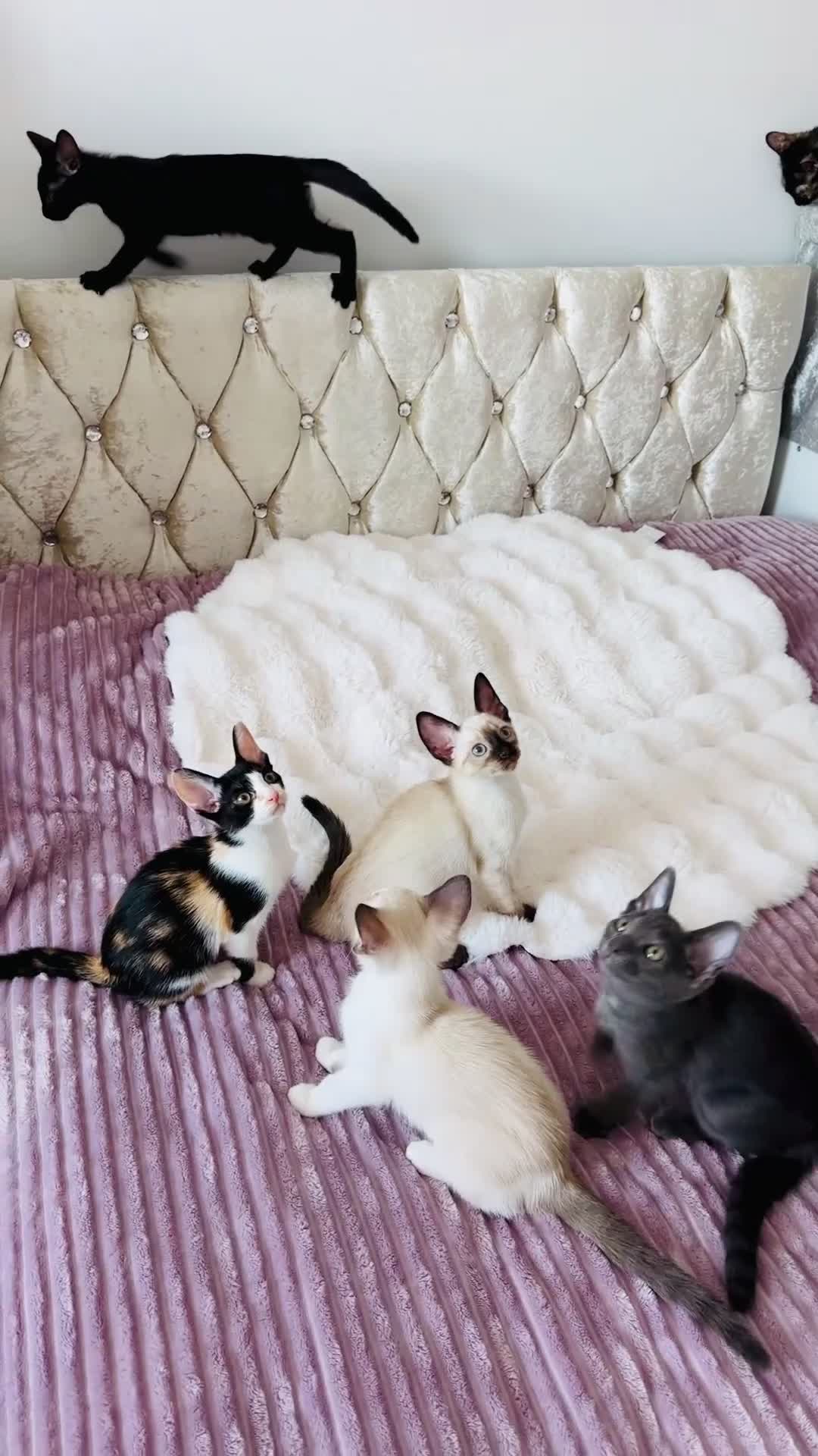 Cornish Rex cats for sale: 🐾 last Girl Left – BSH x Cornish Rex Kitten 🐾 in London - Video 2