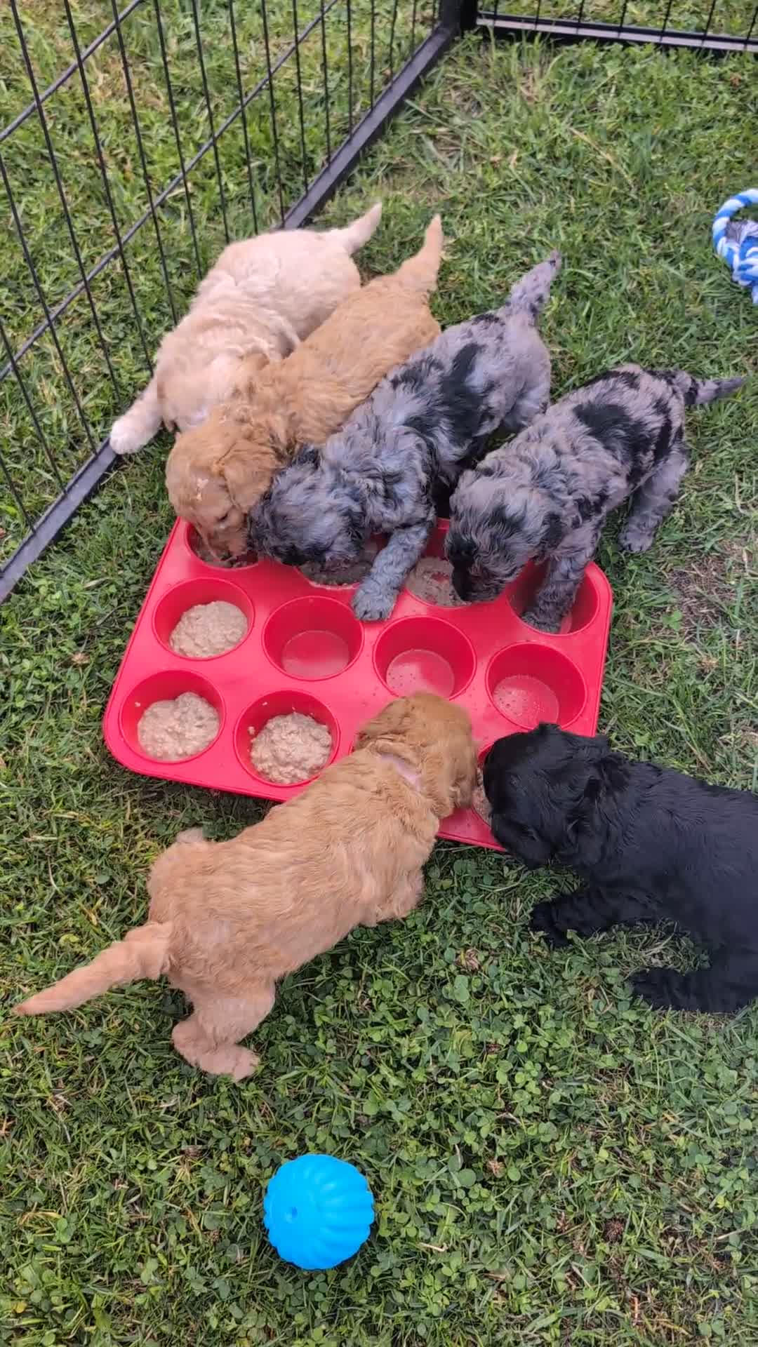 Labradoodle dogs for sale: HEALTH TESTED F1b Miniature labradoodle for SALE - Video 1