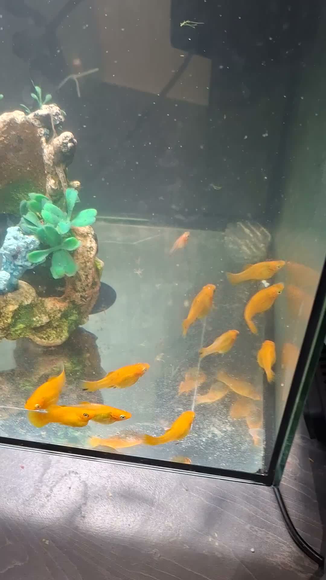 Mollies fish for sale: Yellow mollie fish . £1 each - Video 1