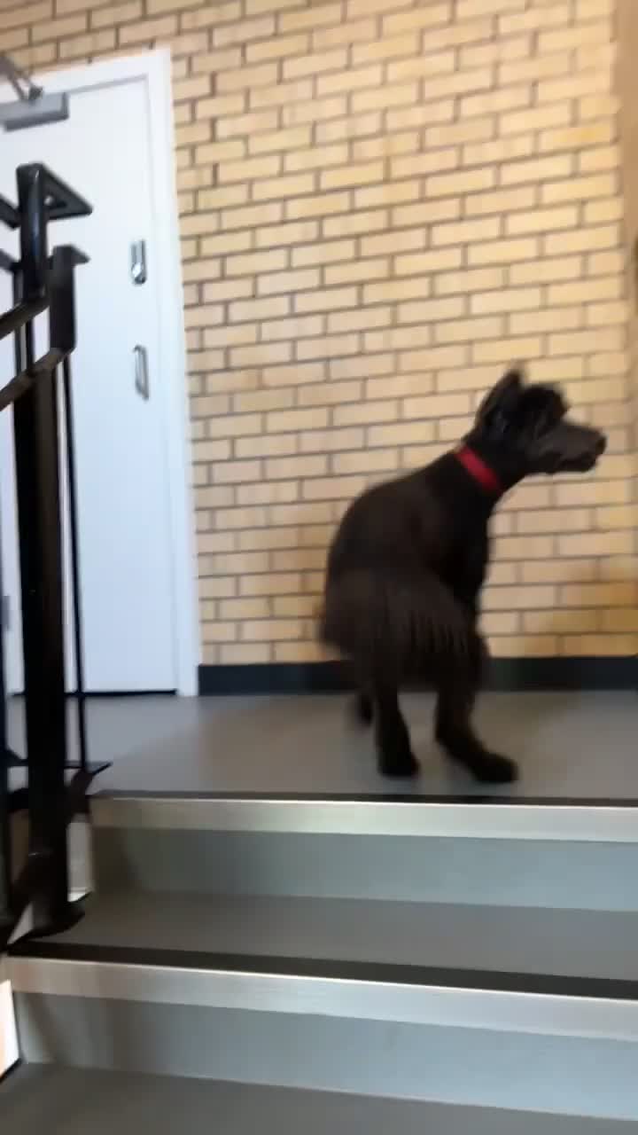 Standard Poodle dogs for sale: poppy  - Video 1