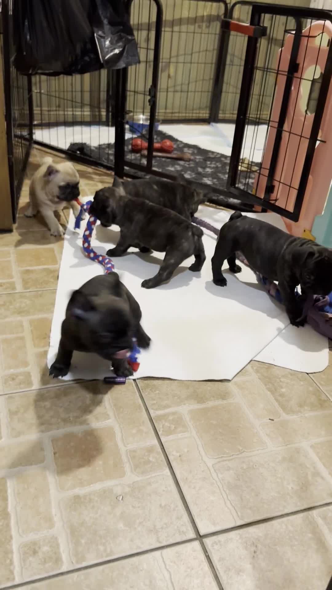 French Bulldog dogs for sale: Home-Reared French Bulldog Puppies – KC Registered - Video 4