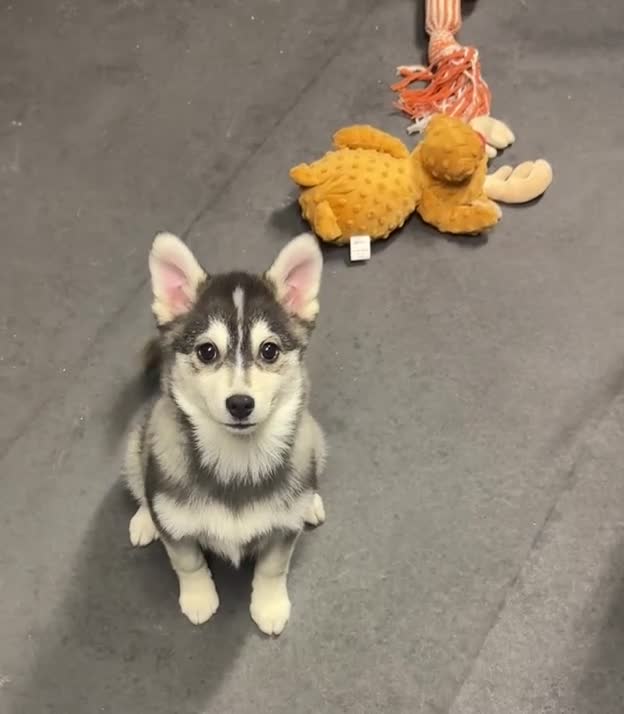Pomsky dogs for sale: Stunning perfect husky markings f3 Pomsky puppies - Video 2
