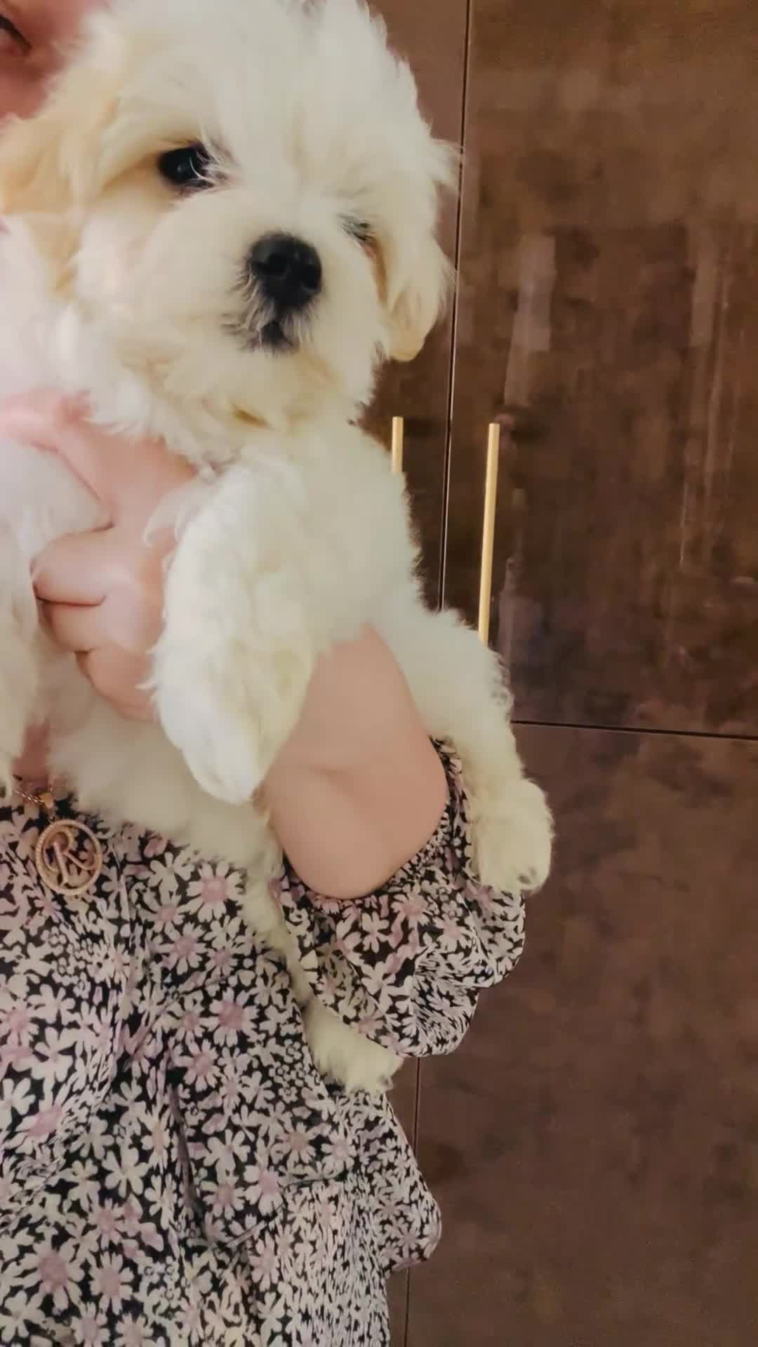 Maltese dogs for sale: Maltese-small size/hypoallergenic 3 boys-left! - Video 1