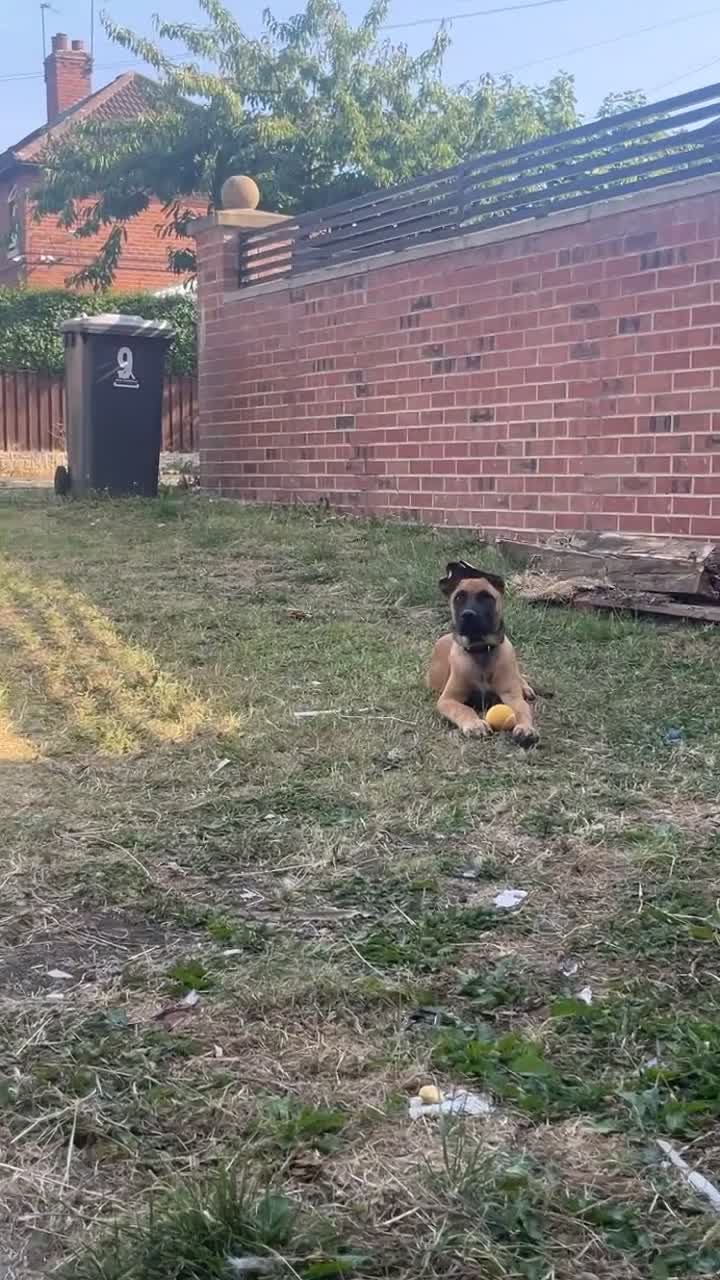 Mixed Breed dogs for sale: Belgian Malinois x German Shepherd in Dewsbury - Video 1
