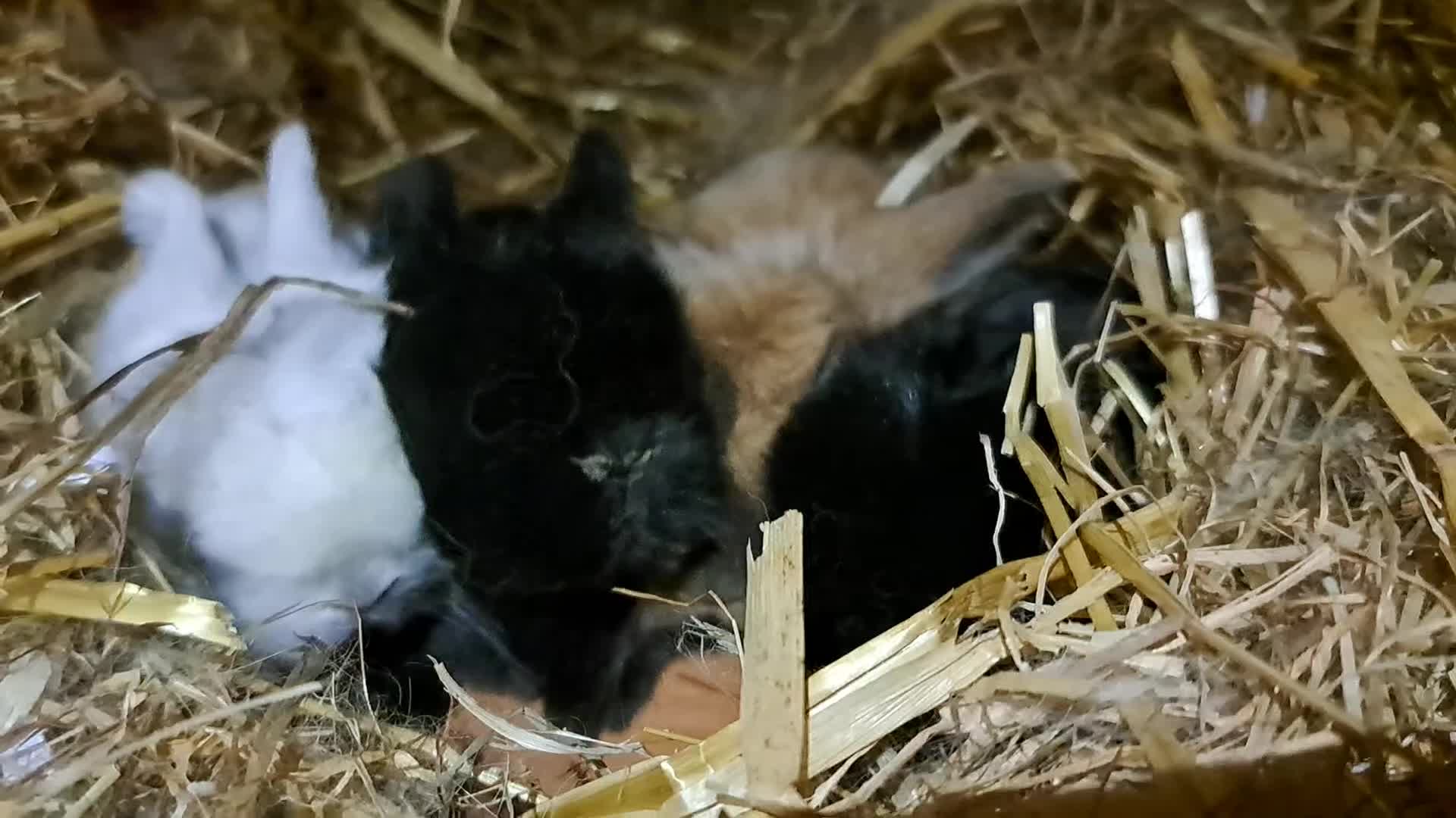 Mini Lop rabbits for sale: Adorable Pure Bred Mini Lops 🥰🐰 - Video 1