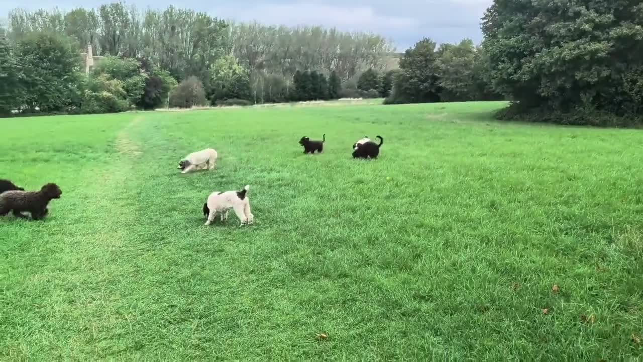 Spanish Water Dog dogs for sale: Spanish water dog - Video 2