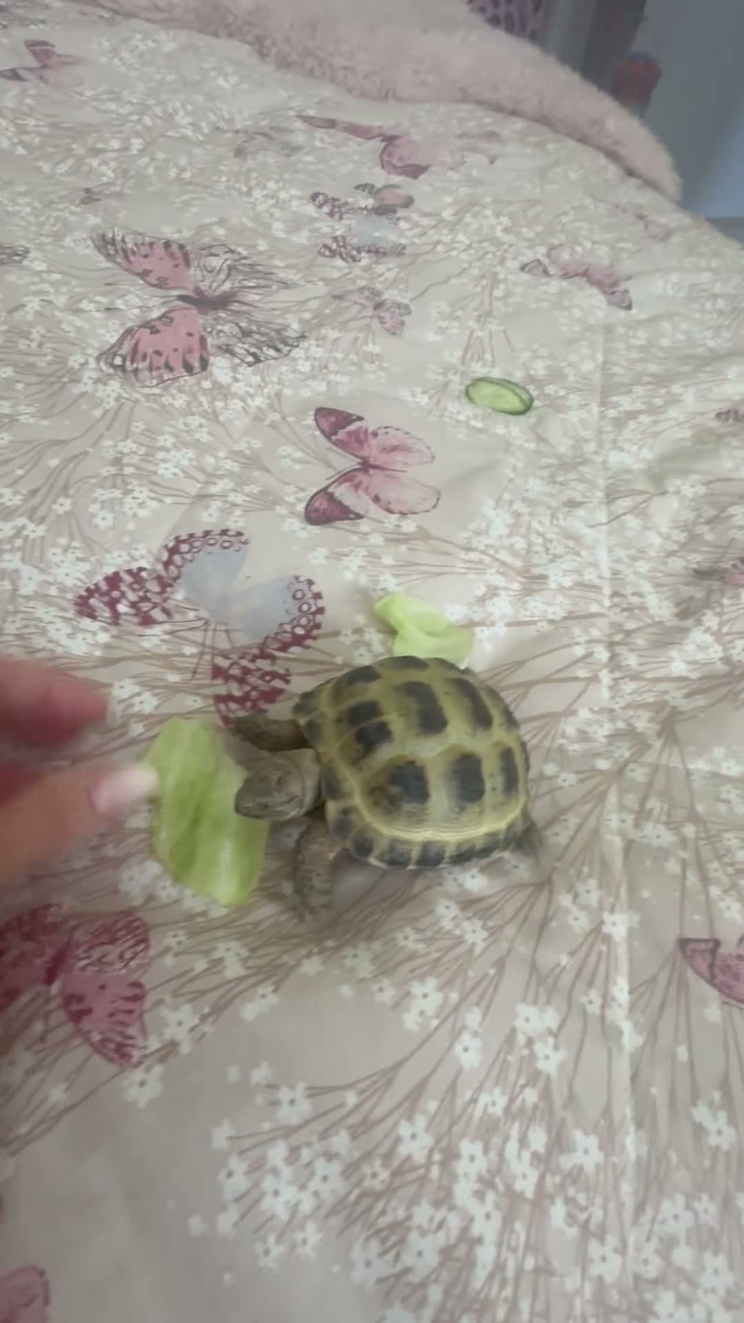 Tortoise reptiles for sale: Horsefield tortoise  in Littleborough - Video 1