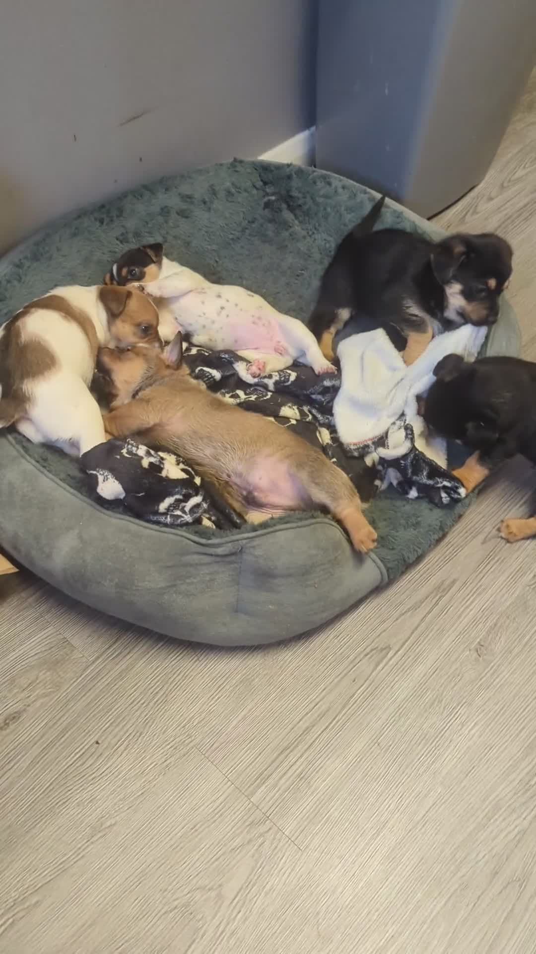 Mixed Breed dogs for sale: German shepherd and jug mixed puppies - Video 1