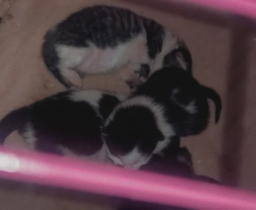 Mixed Breed cats for sale: 4 beautiful oriental x Maine coon kittens  - Video 2