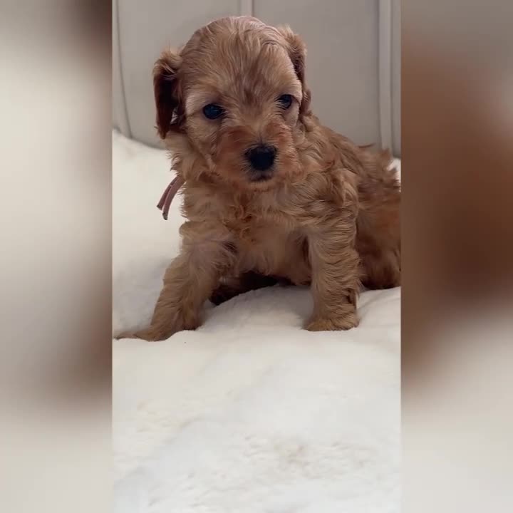 Cavapoo dogs for sale: Dream Cavapoo puppies, DNA Clear, Home Raised - Video 2