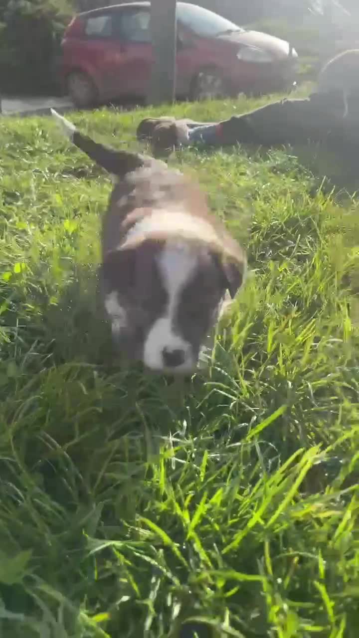 Welsh Collie dogs for sale: Welsh Sheepdog Puppies in Bodmin - Video 2