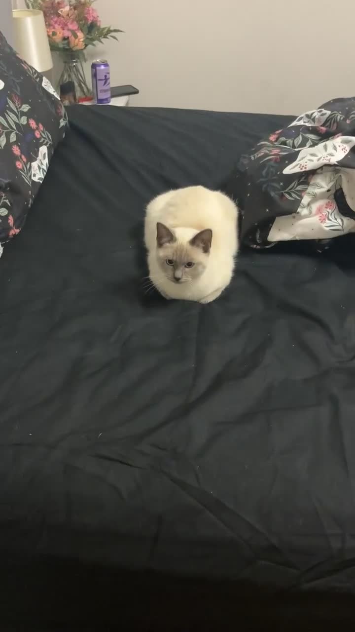 Ragamese cats for sale: Lovely ragamese kitten  - Video 1