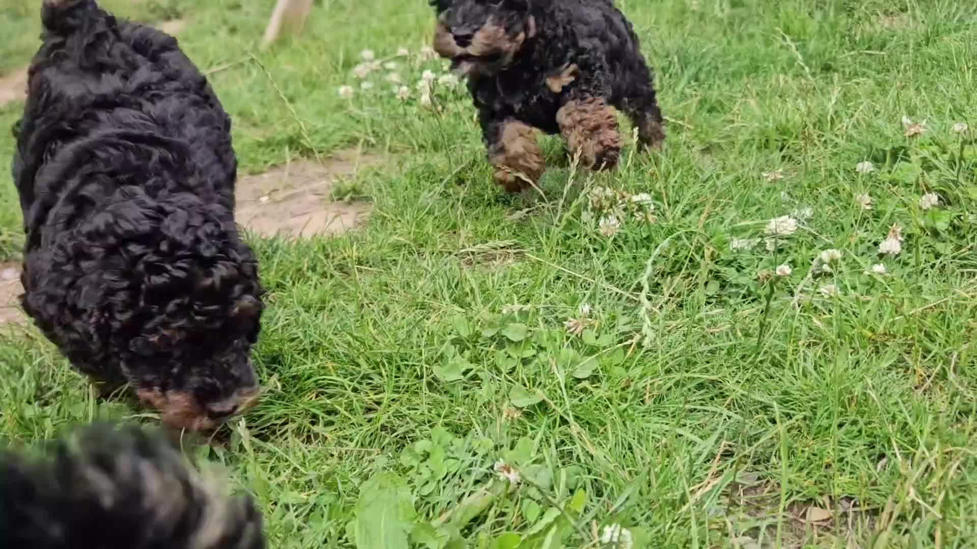 Toy Poodle dogs for sale: KC Black/Tan, Black/Cream Toy Poodles, READY NOW! in Morpeth - Video 1