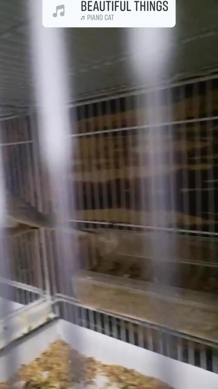 Budgerigars birds for sale: Bfbw budgie - Video 1