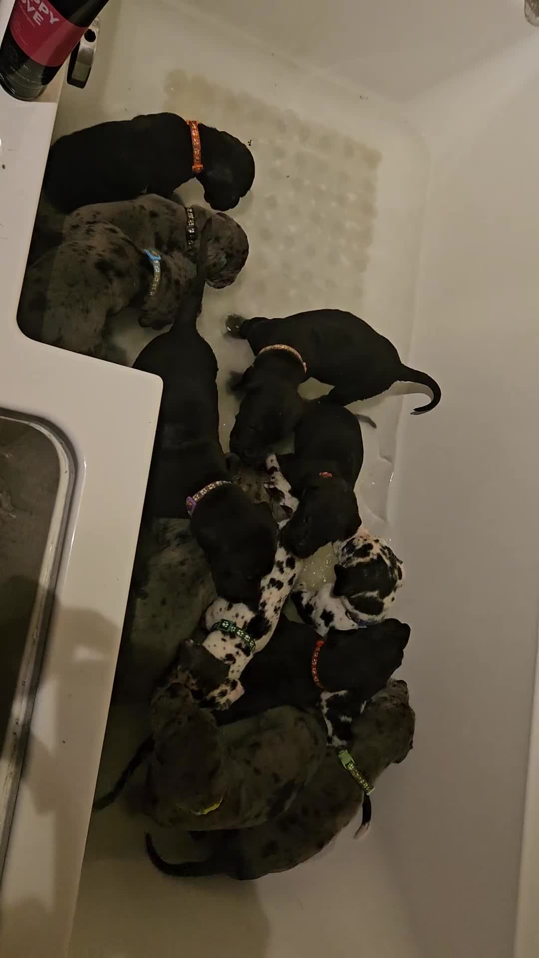 Great Dane dogs for sale: Great dane puppies  - Video 2